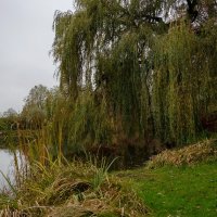 У ивы... :: Николай Гирш У ивы... :: Николай Гирш