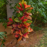 Кротон. :: Argaman Табашник Кротон. :: Argaman Табашник