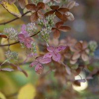 Серия " Осенние акварели". :: Лилия * Серия " Осенние акварели". :: Лилия *