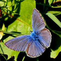 опять про бабочек...28 :: Александр Прокудин