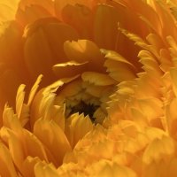 Лепестки :: Ольга Савельева 