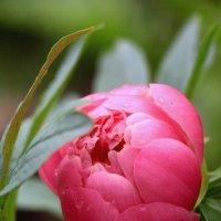 Цветочное настроение :: Наталья Герасимова Цветочное настроение :: Наталья Герасимова