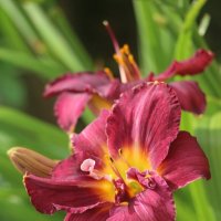 Цветочное настроение :: Наталья Герасимова