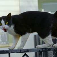 Хайфа 2025г Я ВСТРЕТИЛ КОШЕЧКУ :: ujgcvbif 