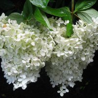 Белоснежные грозди гортензии :: Лидия Бусурина