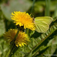 Бабочка - лимонница :: Светлана Ищенко