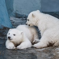 Белый :: SanSan 