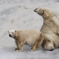 Белый :: SanSan 