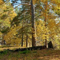 Осень в Караканском бору :: Дмитрий Конев Осень в Караканском бору :: Дмитрий Конев