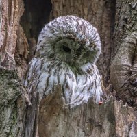 серая неясыть.молодая. :: юрий макаров серая неясыть.молодая. :: юрий макаров