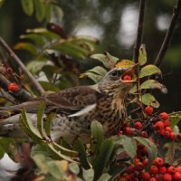 дрозд рябинник на рябине :: Сергей Лычагин дрозд рябинник на рябине :: Сергей Лычагин