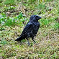 Галка после купания (температура воздуха +5°). :: Милешкин Владимир Алексеевич 