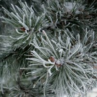 Принарядилась ... :: Нэлли Обертынская