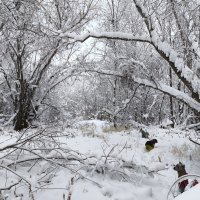 Зима :: Anna Ivanova