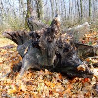 Я ползу себе, ползу...съем грибника - опять ползу...:-) :: Андрей Заломленков