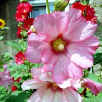 Нежная мальва. :: nadyasilyuk Вознюк Нежная мальва. :: nadyasilyuk Вознюк