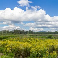 Летний полдень. Поля на очистных. г. Миасс, поселок Селянкино (панорама). :: Алексей Трухин