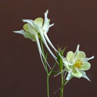 Сладкая парочка :: Светлана Сладкая парочка :: Светлана