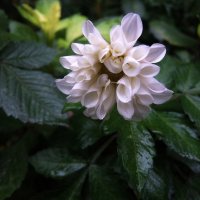 Последний. :: Люба Последний. :: Люба