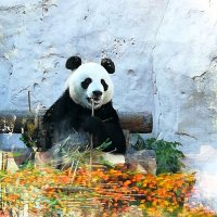 Панда :: Наталья 