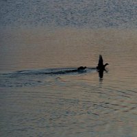 Резвятся) :: Екатерина Леш