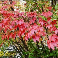 ОСЕННИЙ ЭТЮД... :: Elvira E. 