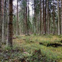 Лес в ноябре. :: Лия ☼ Лес в ноябре. :: Лия ☼