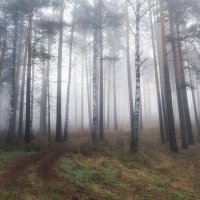 Осенний туман :: Марина Фомина.