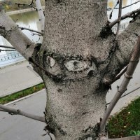 Пчела, при виде оборзевшего Винни-Пуха :: Юрий Вовк