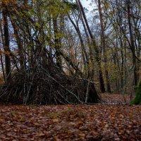 Вечер в лесу... :: Николай Гирш