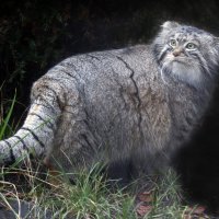 манул :: Михаил Бибичков