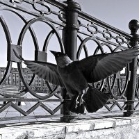 Птичка :: svk *