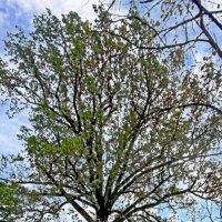 Величественный дуб :: Сергей Карачин Величественный дуб :: Сергей Карачин