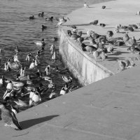 Птичий движ :: Сергей Сергеев