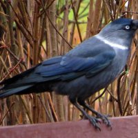 Галка на скамейке :: Андрей Снегерёв Галка на скамейке :: Андрей Снегерёв