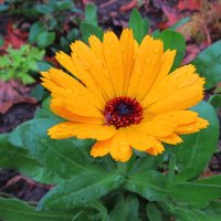 Осенний цветок календулы :: Андрей Снегерёв