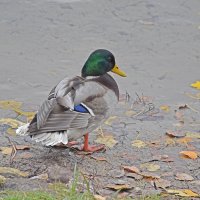 Грустно: скоро наступит зима! :: Валентина Нефёдова Грустно: скоро наступит зима! :: Валентина Нефёдова