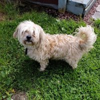 Незваный гость. :: Ирина ***