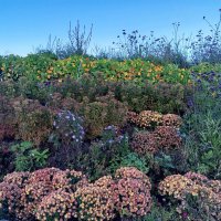 Осенние цветы :: Сапсан 