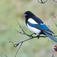 Сорока - осторожная птица. :: Владимир Безбородов Сорока - осторожная птица. :: Владимир Безбородов