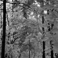 Осенние листья :: Дмитрий И_