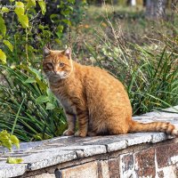 Рыжий кот - примета счастья. :: Светлана Ищенко Рыжий кот - примета счастья. :: Светлана Ищенко