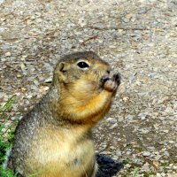 Каждый суслик - в поле агроном. :: nadyasilyuk Вознюк