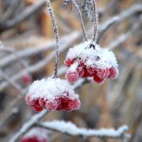 Калина. :: nadyasilyuk Вознюк