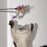 Котёнок, играющий с игрушкой-дразнилкой. :: Светлана Ищенко Котёнок, играющий с игрушкой-дразнилкой. :: Светлана Ищенко