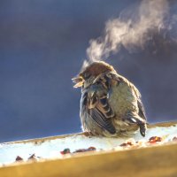 Горячий сибирский парень :: Михаил Белоусов