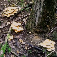 Осенние :: Сергей Уткин Осенние :: Сергей Уткин