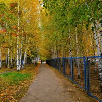 Новочебоксарск. Берёзовая аллея школы №20 осенью. :: Пётр Чернега