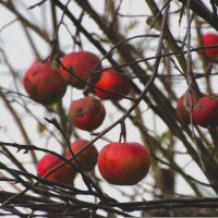 Забытые.... :: Sergey Krivtsov