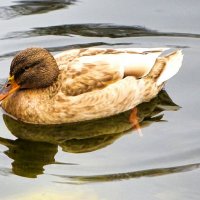 Кряква с аномальным окрасом перьев (коричнево- белая). :: Милешкин Владимир Алексеевич 
